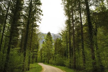 Orman yolu. Orman yolu büyük ağaçların arasında ve dağların yakınında. Bulutlu bir günde orman. Ormanda yağmurlu bir gün.