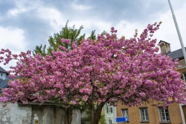 Çiçekli kiraz ağacı. Bulutlu bir günde açan harika bir ağaç.