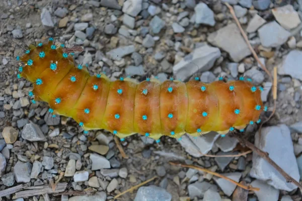 Riesenpfauenauge Oder Kaisermottenraupe Binomiename Saturnia Pyri — Stockfoto