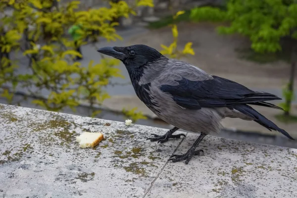 Corbeau et fromage Stock Photos, Royalty Free Corbeau et fromage Images