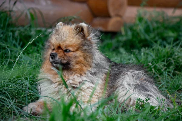 A dog named Teddy — Stock Photo, Image