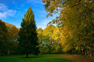Manor Sukhanovo 'da yapayalnız yeşil ağaç