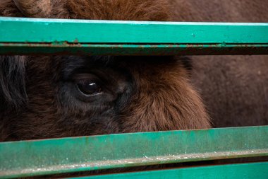 Yedekte güçlü bizonlar var.