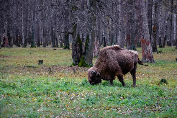 Poderoso bisonte en la reserva —  Fotos de Stock