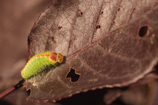 短剣蛾幼虫のマクロ — ストック写真