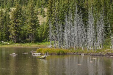 Picklejar göller, iskelet ağaçlar
