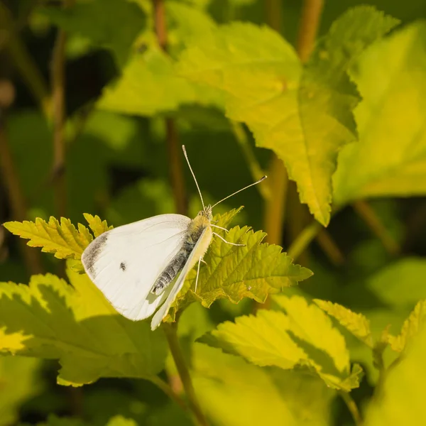 White Cabbage Butterfly on Leaf — Stock Photo, Image