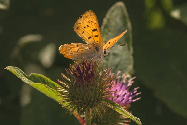 Dorcas Copper Butterfly on Thistle — Stock Photo, Image