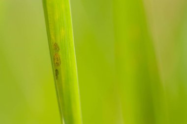 Yaprak biti çim bıçak