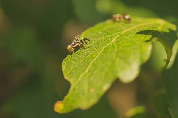 Makro, bir yaprak meyve sineği — Stok fotoğraf
