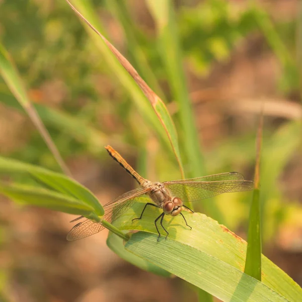 Cherry-face Meadowhawk Dragonfy Sitting on Grass — стоковое фото