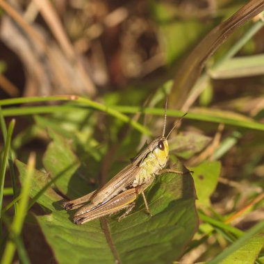 Kahverengi ve yeşil çekirge