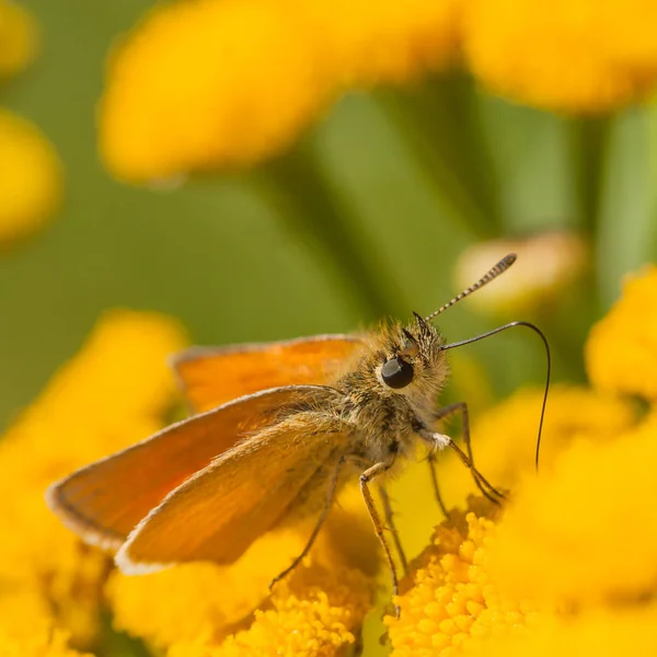 Macro of a European Skipper on Tansy Flower — Stock Photo, Image
