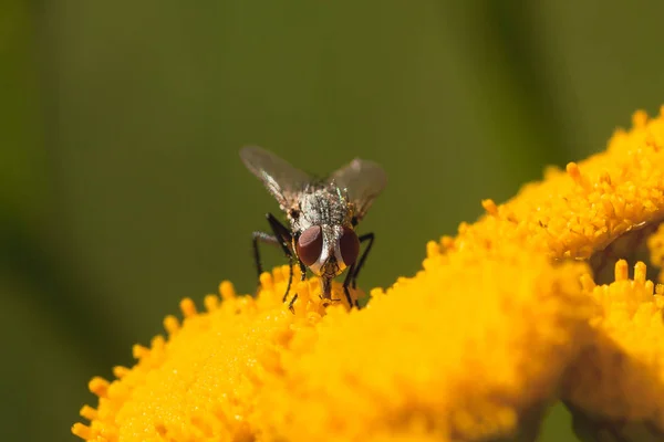 Macro di mosca grigia che beve dal fiore di tanaceto . — Foto Stock