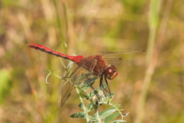 Meadowhawk à face de cerise libellule — Photo