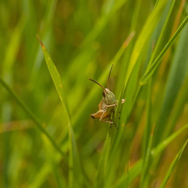 Вид на кузнечика в траве — стоковое фото