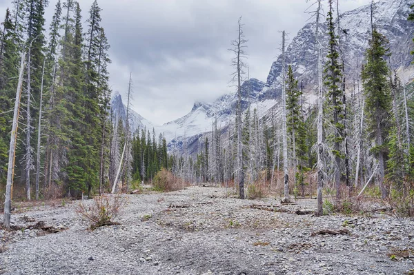 Wilderness of Burstall Pass — Stock Photo, Image