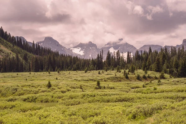 Meadow in the Mountains — Stock Photo, Image