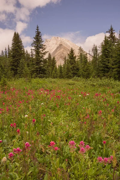 Wild Flower Meadow and Gusty Peak — Stock Photo, Image