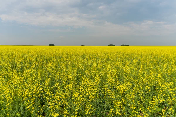 Viibrant Canola jaune — Photo