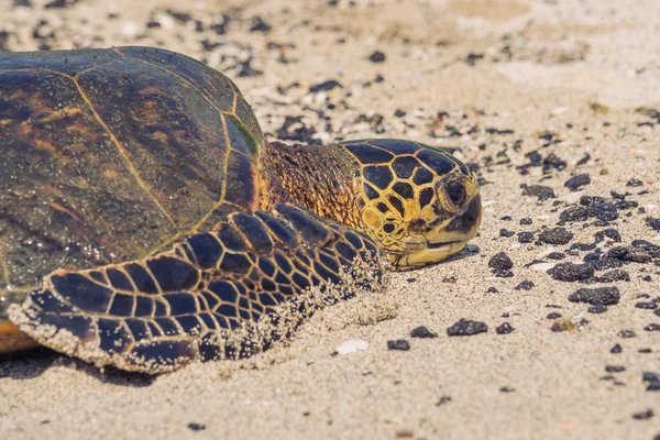 Primer plano de una tortuga marina verde —  Fotos de Stock