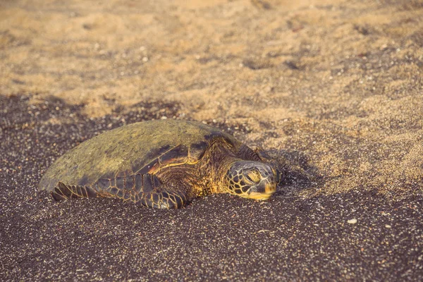 Tartaruga verde sonolenta na praia — Fotografia de Stock