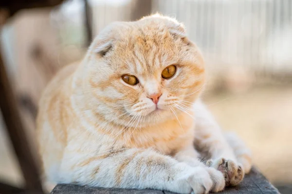 Lop Eared British Cat Sitting Wooden Bench — Stock Photo, Image