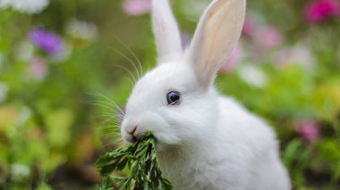 a small white rabbit chews the tops of carrots Selective focus clipart