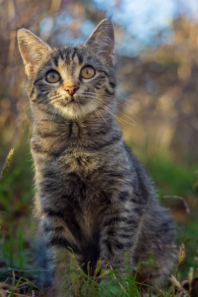 Beautiful Striped Grey Kitten Sitting — Stock Photo, Image