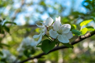 Bir ağaç dalına pembe çiçekler yakın plan. Bahar bahçesi kavramı. Açık hava manzarası. Bahar arka planı. Ağaç çiçeği, her amaç için harika bir tasarım..