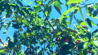 Yeşil Zeytin dalı ağacının görünümüne yakın
