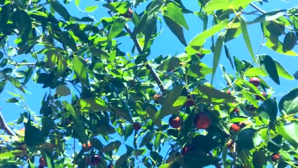 Close up view of green Olive branch tree — Stock Video