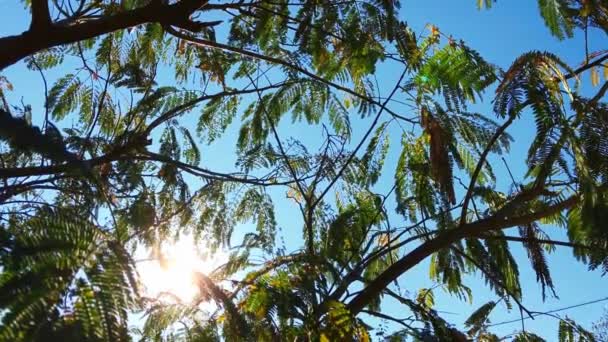 Dansende takken van herfstbomen en zonnige stralen — Stockvideo