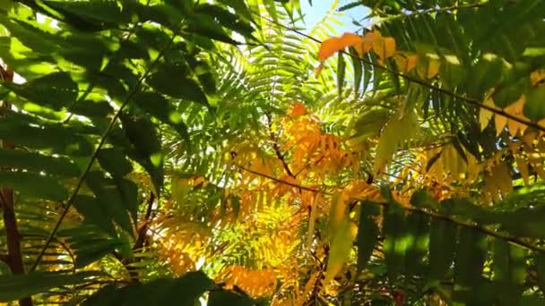 Dansende takken van herfstbomen en zonnige stralen — Stockvideo