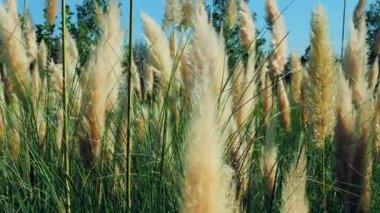 Kuru, sallanan Reed Çimi rüzgarda mavi gökyüzüyle denizde