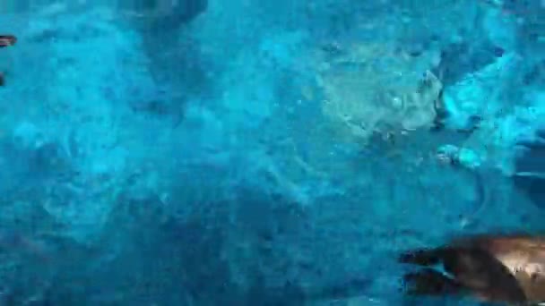 Dört penguen soğuk, berrak mavi bir suda yüzer. — Stok video