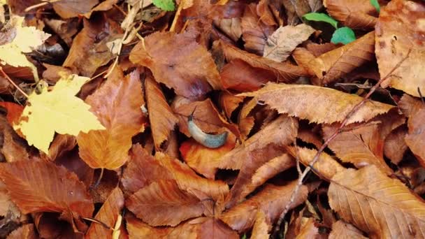 Närbild av en snigel krypande i hösten löv — Stockvideo