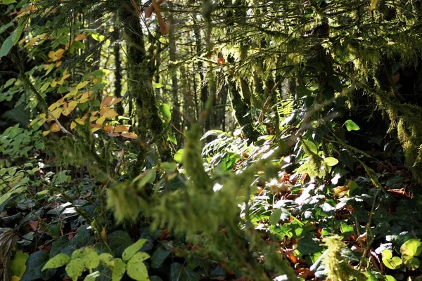 View of a green forest with trees, moss and ivy — Stock Photo, Image