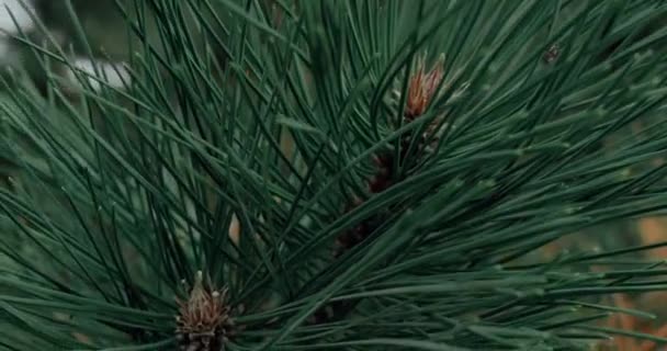 Belle branche d'épinette à feuilles persistantes. Un pin. Concentration sélective. Gros plan . — Video