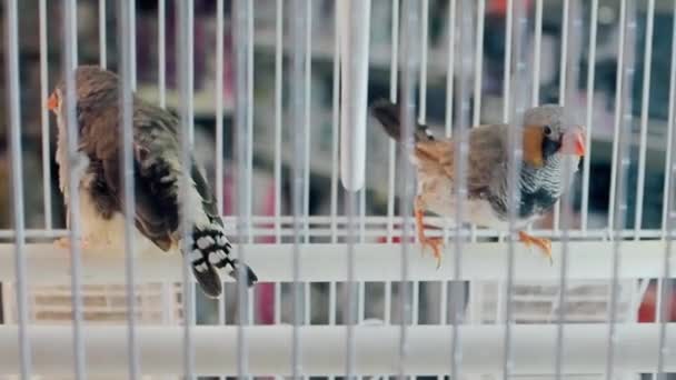 Närbild skott av två söta gröna fåglar sitter i en vit bur — Stockvideo