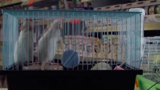 Close up tiro de dois ratos brancos apaixonados em uma gaiola branca em uma loja de animais de estimação — Vídeo de Stock