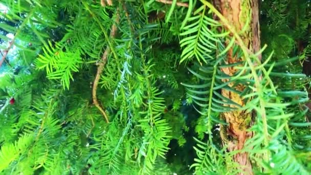Beautiful branch of evergreen spruce. Pine tree. Selective focus. — Stock Video