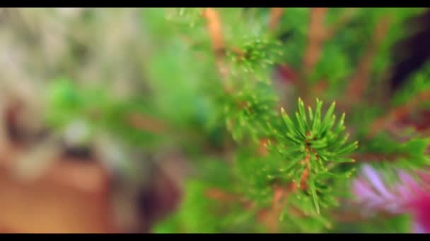 Beautiful branch of evergreen spruce. Pine tree. Selective focus. — Stock Video
