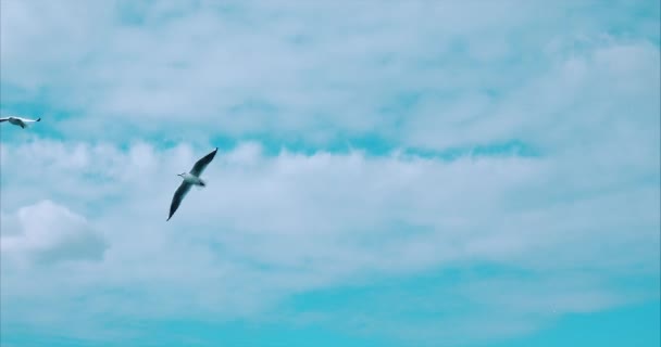 Möwengruppe fliegt gegen den Wind, Himmel im Hintergrund — Stockvideo