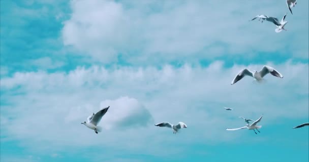 Grupo de gaviotas vuela contra el viento, cielo en el fondo — Vídeos de Stock