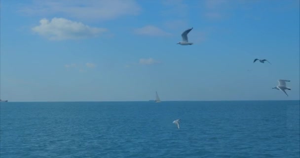 Voo em torno do farol branco e vermelho moderno no porto de Istambul com gaivotas voadoras. Mar Mediterrâneo ondas calmas muitas bóias de concreto cais quebra-mar navegação porto de navegação Cidade paisagem horizonte — Vídeo de Stock