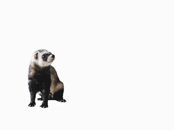 Ferret sitting on a white background isolated. Copy space. Funny animal — Stock Photo, Image