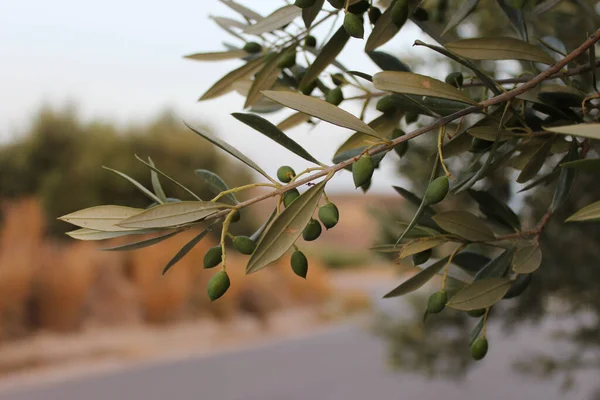 Olijftak met groene jonge olijven op wazige achtergrond — Stockfoto