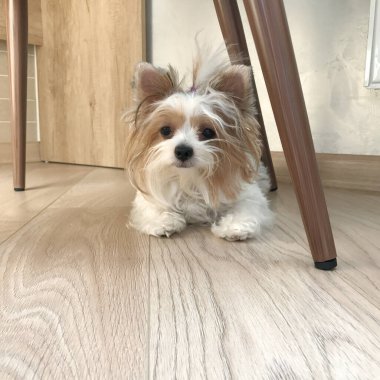 Küçük, tüylü, beyaz ve kahverengi bisikletçi Yorkshire köpeği tahta zeminde yatıyor.
