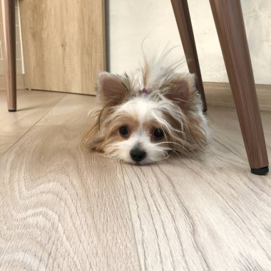 Küçük, tüylü, beyaz ve kahverengi bisikletçi Yorkshire köpeği tahta zeminde yatıyor.